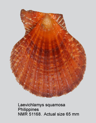 Laevichlamys squamosa.jpg - Laevichlamys squamosa(Gmelin,1791)